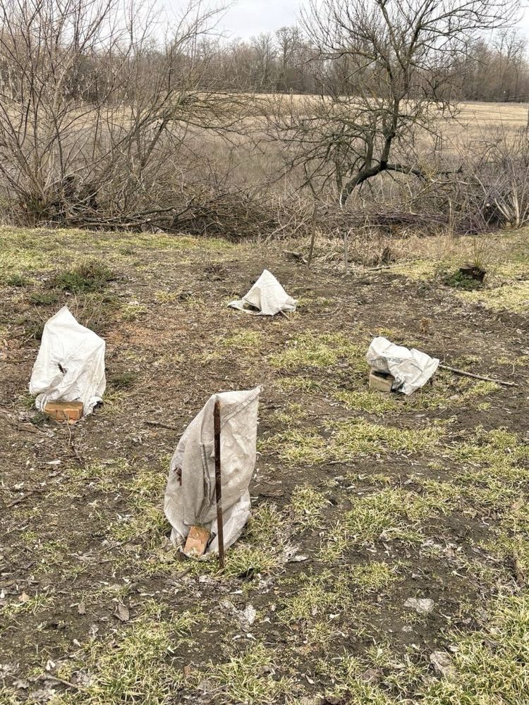 Image 13