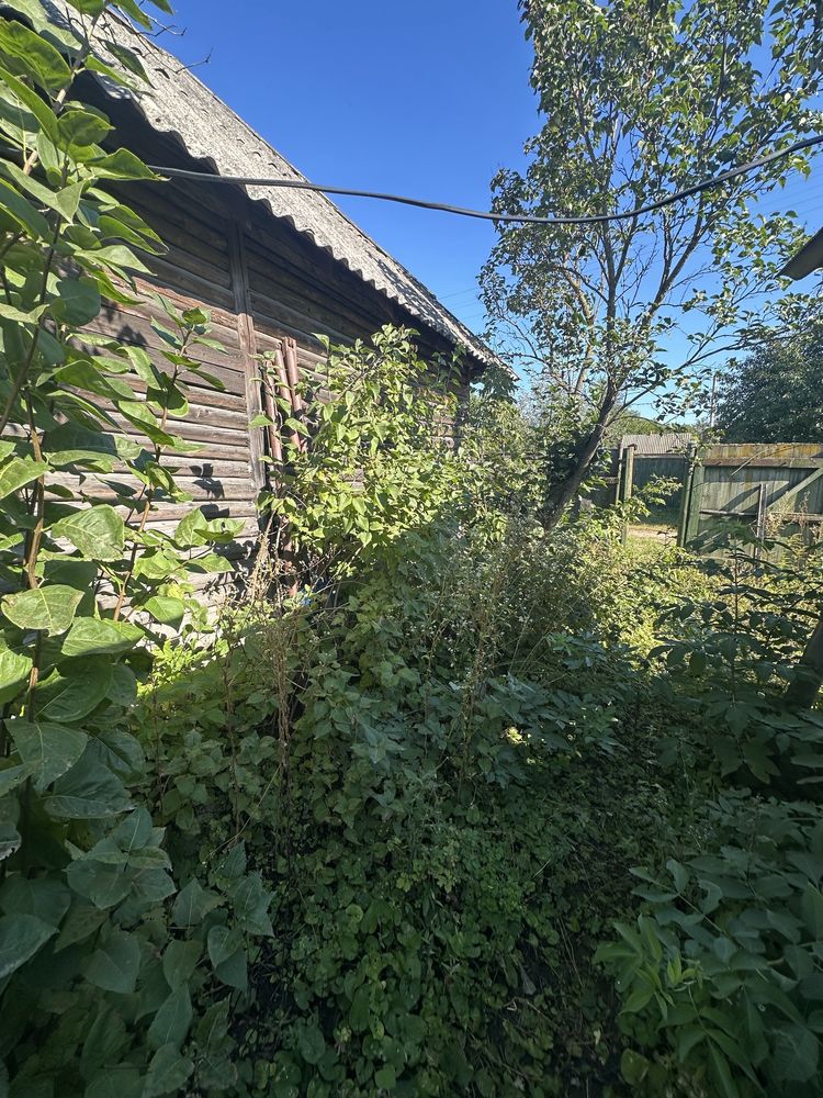 Image 13