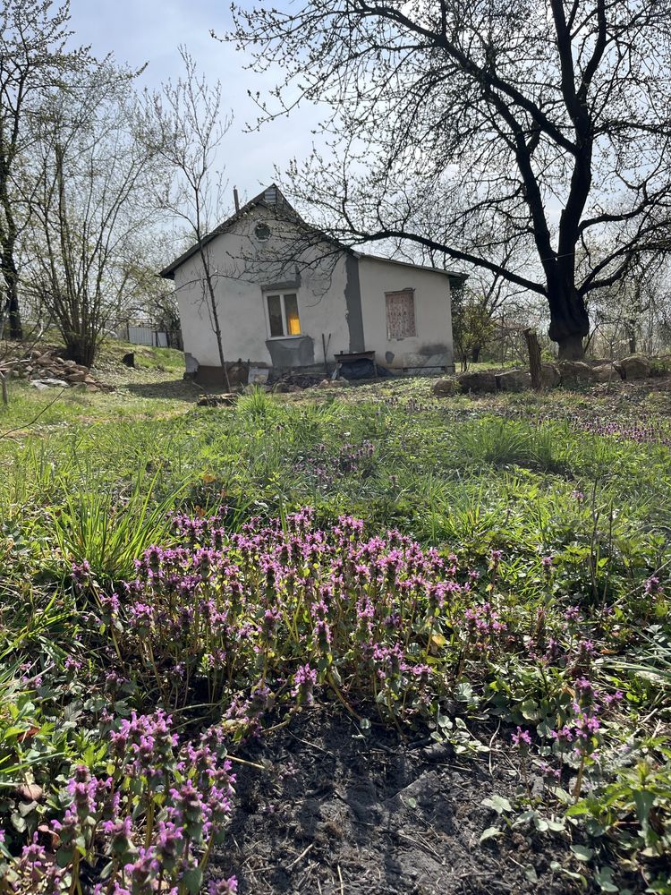 Image 17