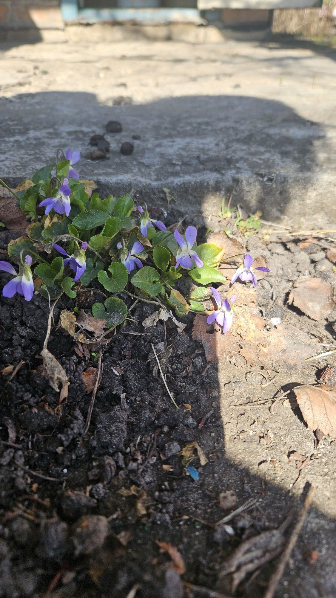Image 16