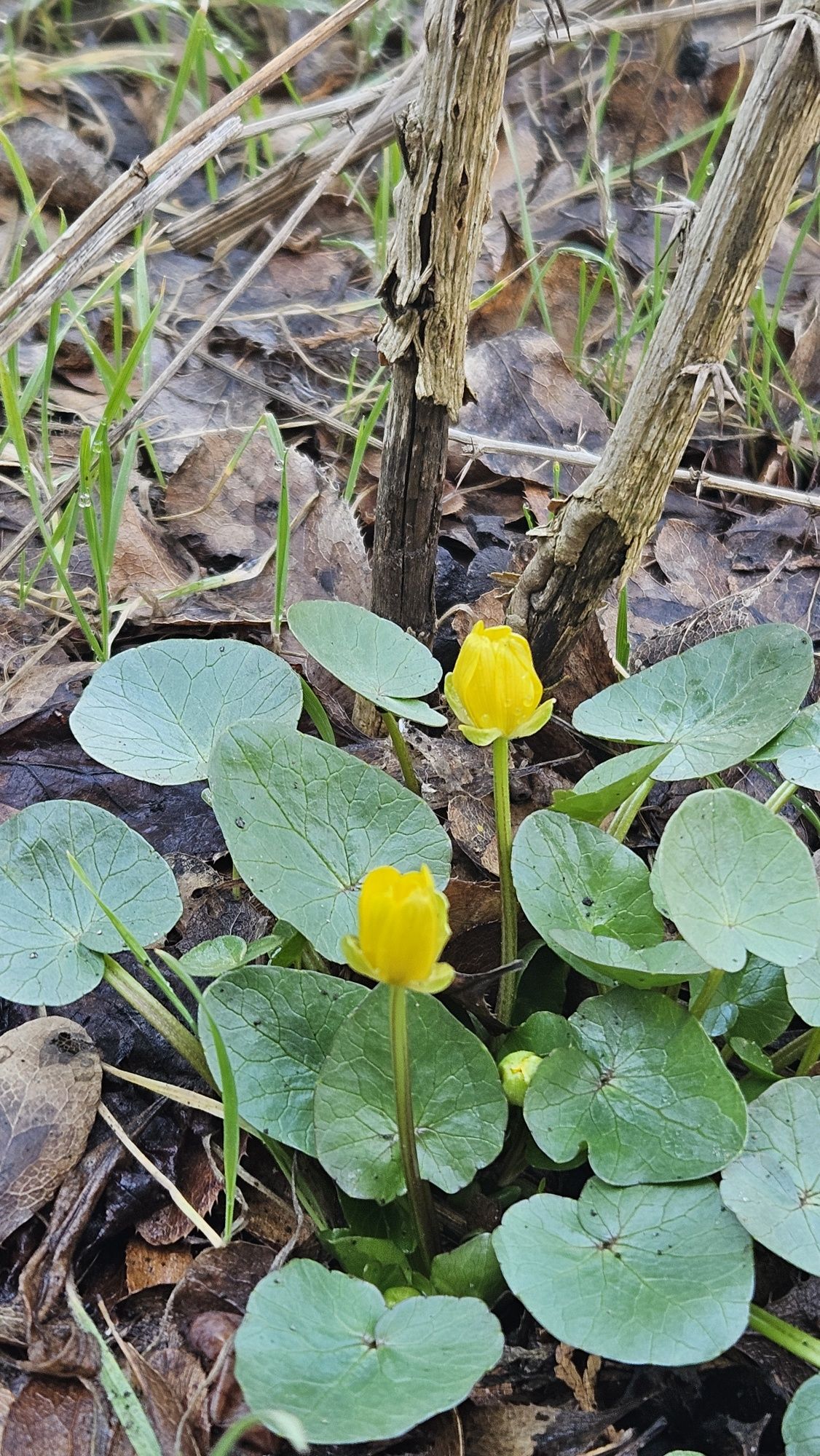 Image 17