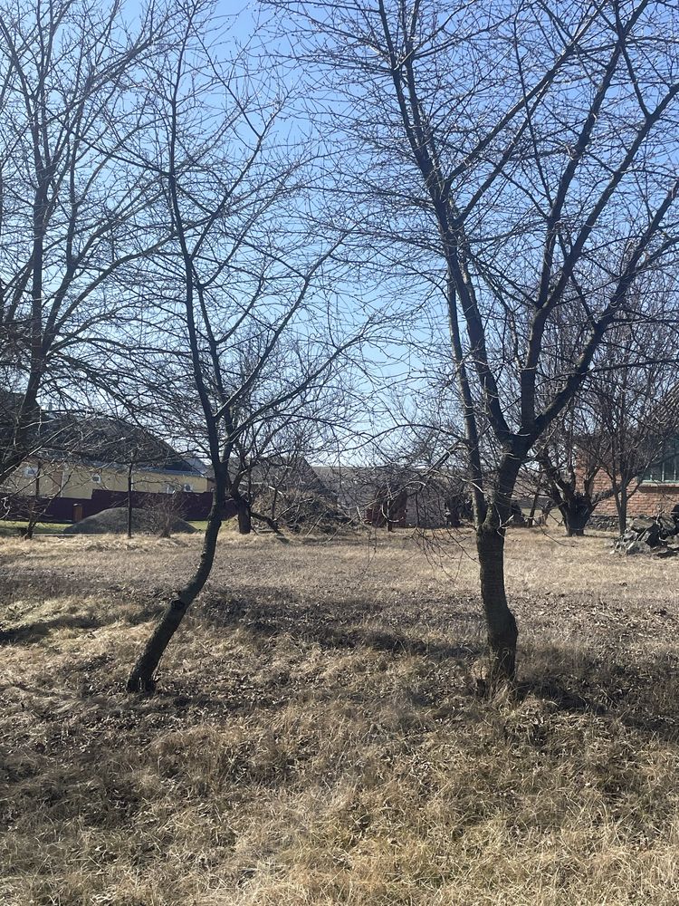 Image 19