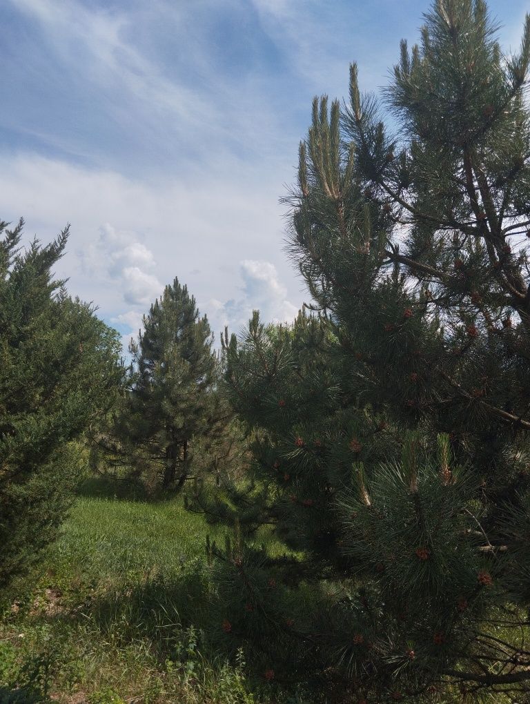 Image 18