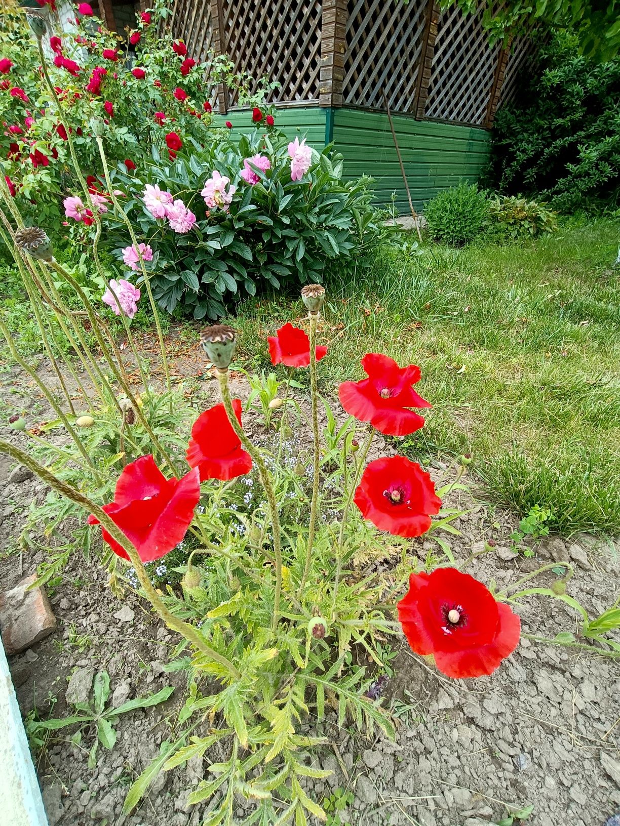 Image 15