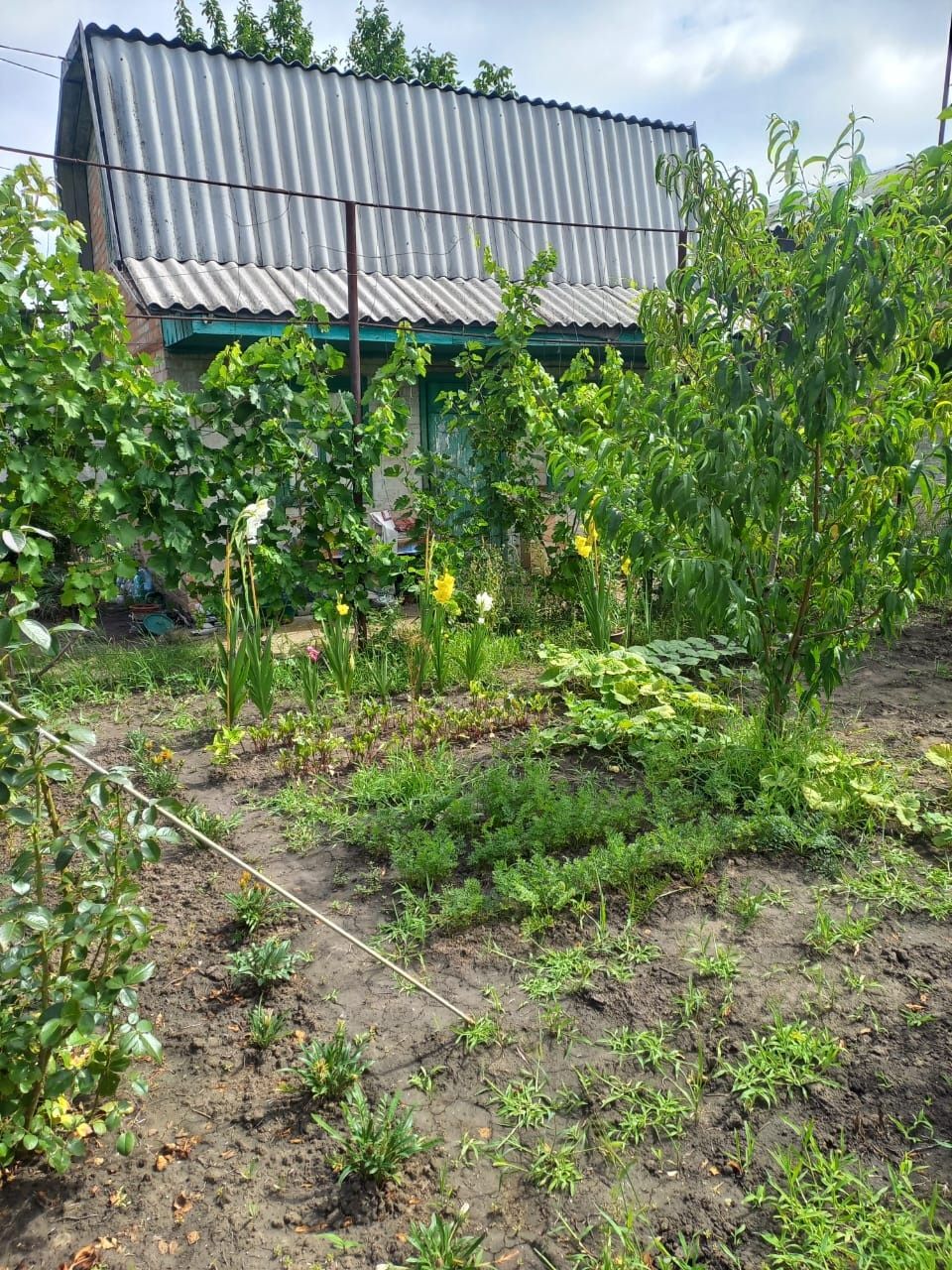 Image 11